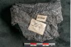 Foto (Detailansicht) von Asplenium hochstetteri Unger (NHMW-GEO-2024-0188-10300)